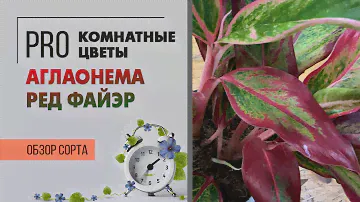 Аглаонема Ред Файэр. Обзор сорта. Комнатное растение с красными листьями не оставит вас равнодушным.