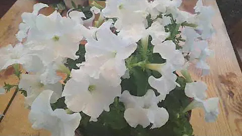 5 Причин, Почему Я Оставляю ЭТОТ Сорт Петунии 🌹🌹 в Своей Коллекции. Открытие Этого Сезона