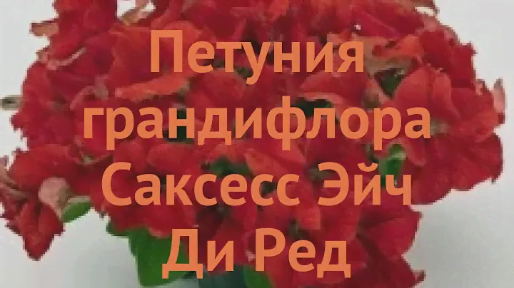 Петуния грандифлора Саксесс Эйч Ди Ред 🌿 обзор: как сажать, семена петунии Саксесс Эйч Ди Ред
