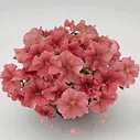Петуния грандифлора Саксесс 360° Салмон Вейн (1000 драже)