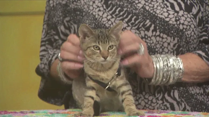 Pets Fur People: Meet Lil Wayne