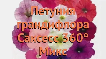 Петуния грандифлора Саксесс 360° Микс 🌿 обзор: как сажать, семена петунии Саксесс 360° Микс
