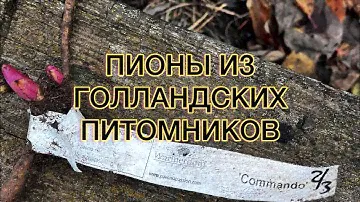 РАСПАКОВКА. Пионы из знаменитого голландского питомника «W.», а так же из других.