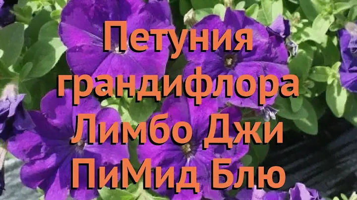 Петуния грандифлора Лимбо Джи Пи Мид Блю 🌿 обзор: как сажать, семена петунии Лимбо Джи Пи Мид Блю