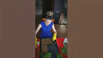 Про фитолампочки #черенкование #укоренение #черенкикалибрахоа #калибрахоа