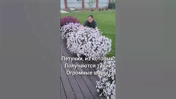 Какие семена петунии посеять, чтобы получить огромные, красивые шары #петунии #петуния