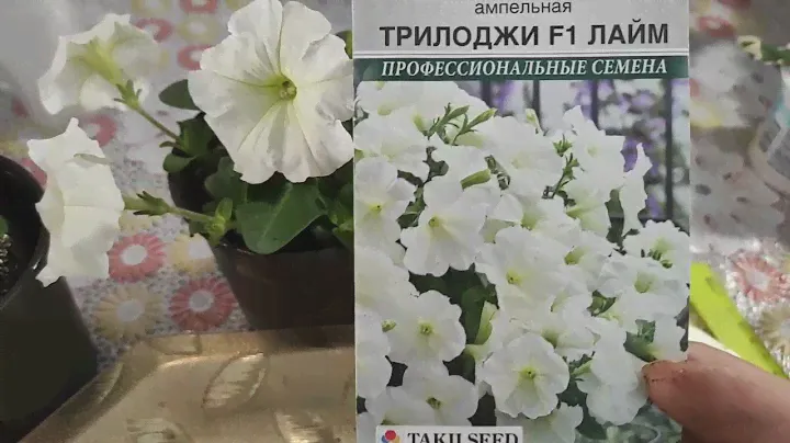 Петуния ампельная Трилоджи Лайм. Раннее цветение и поздняя пикировка.