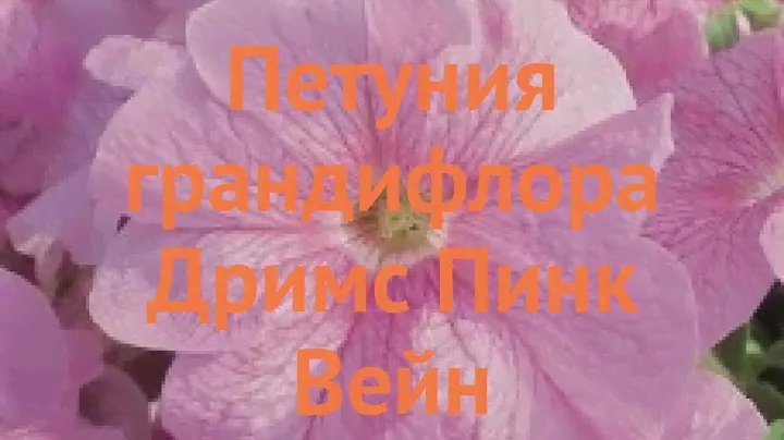 Петуния грандифлора Дримс Пинк Вейн 🌿 обзор: как сажать, семена петунии Дримс Пинк Вейн