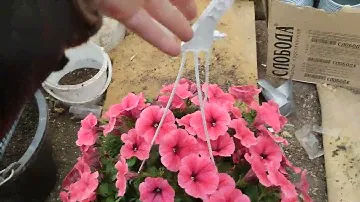 сурфиния HOT PINK