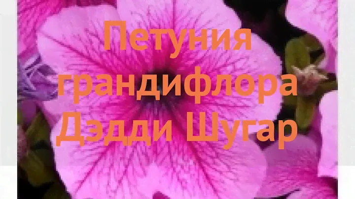 Петуния грандифлора Дэдди Шугар (deddi shugar) 🌿 обзор: как сажать, семена петунии Дэдди Шугар