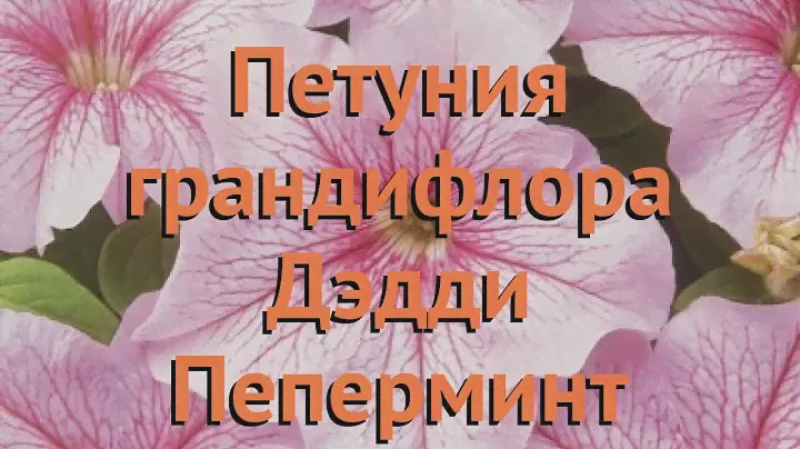 Петуния грандифлора Дэдди Пеперминт 🌿 обзор: как сажать, семена петунии Дэдди Пеперминт