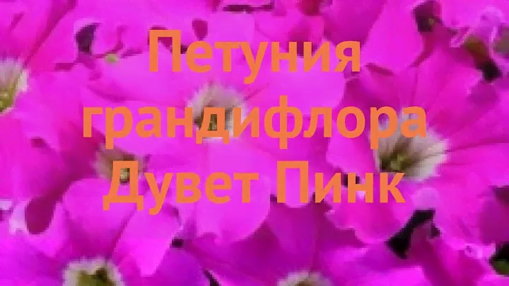 Петуния грандифлора Дувет Пинк (duvet pink) 🌿 обзор: как сажать, семена петунии Дувет Пинк