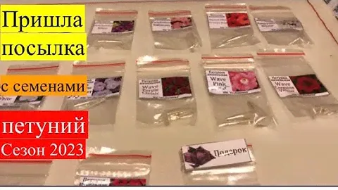 Посылка с семенами цветов из интернет-магазина