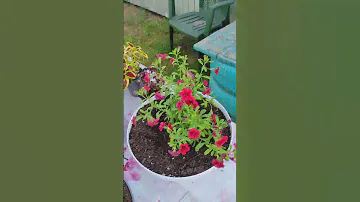 С покупкой меня 😀#калибрахоа, #цветы, #купила,