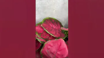 Комнатные растения Аглаонема Red Joy