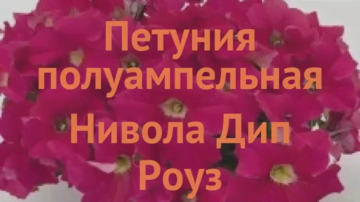 Петуния полуампельная Нивола Дип Роуз 🌿 обзор: как сажать, семена петунии Нивола Дип Роуз