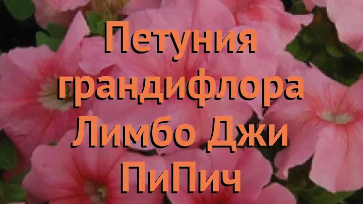 Петуния грандифлора Лимбо Джи Пи Пич 🌿 обзор: как сажать, семена петунии Лимбо Джи Пи Пич