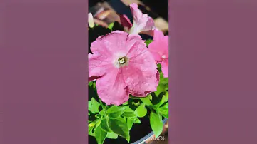 Петуния Саксесс Салмон, самое раннее цветение