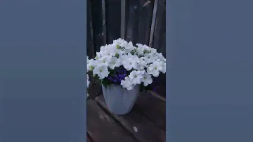 Белая кустовая петуния "Танго" из семян