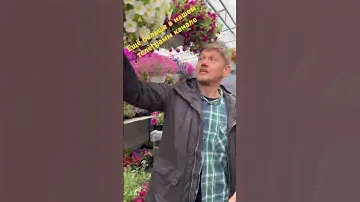 Кашпо #калибрахоа, #петуния, #лобелия #цветы #сад #garden #flowers #plants
