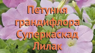 Петуния грандифлора Суперкаскад Лилак 🌿 обзор: как сажать, семена петунии Суперкаскад Лилак
