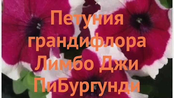 Петуния грандифлора Лимбо Джи Пи Бургунди Пикоти 🌿 обзор: как сажать, семена петунии