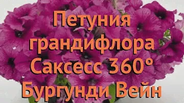 Петуния грандифлора Саксесс 360° Бургунди Вейн 🌿 обзор: как сажать, семена петунии
