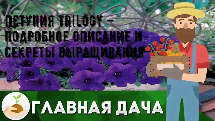 Петуния Trilogy — подробное описание и секреты выращивания