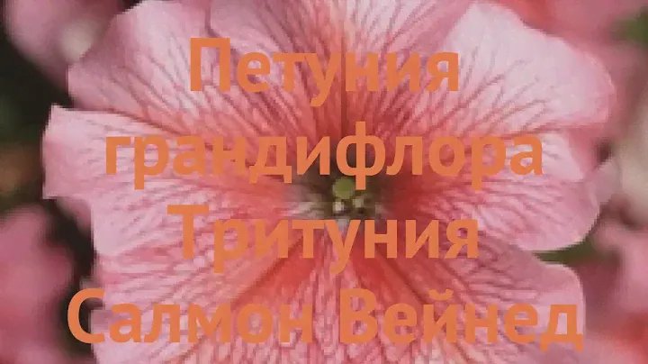Петуния грандифлора Тритуния Салмон Вейнед 🌿 обзор: как сажать, семена петунии