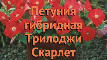 Петуния гибридная Трилоджи Скарлет 🌿 обзор: как сажать, семена петунии Трилоджи Скарлет