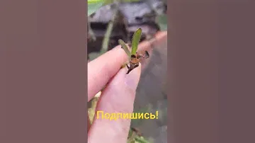 Как собрать семена петунии! #садоводство