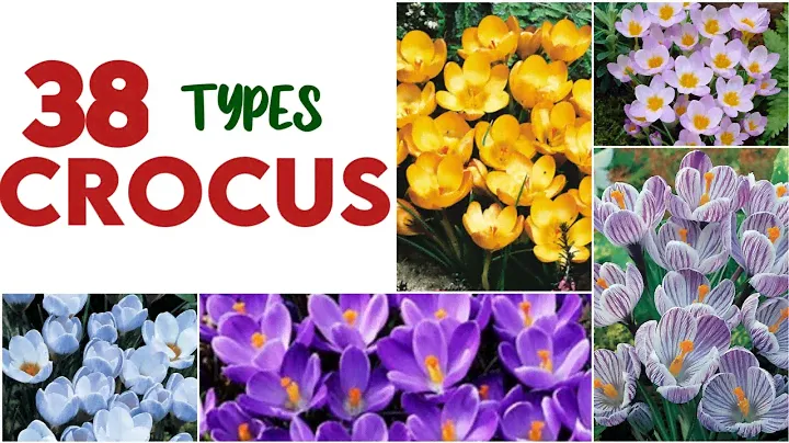 38   TYPES CROCUS PLANTS WITH THEIR NAMES / PLANTS IDENTIFICATION