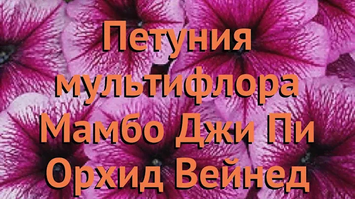 Петуния мультифлора Мамбо Джи Пи Орхид Вейнед 🌿 обзор: как сажать, семена петунии