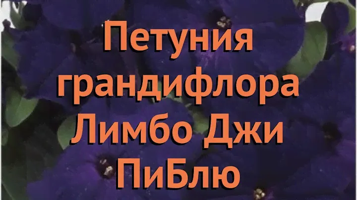 Петуния грандифлора Лимбо Джи Пи Блю 🌿 обзор: как сажать, семена петунии Лимбо Джи Пи Блю