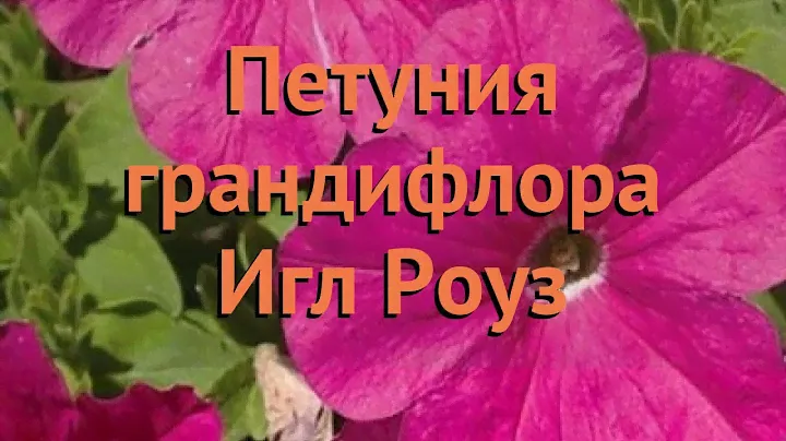 Петуния грандифлора Игл Роуз (igl rouz) 🌿 петуния Игл Роуз обзор: как сажать семена петунии Игл Роуз