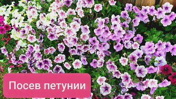 Посев ПЕТУНИИ 2022 " ОПЕРА, ШОК ВЕЙВ, И ИЗИ ВЕЙВ'☆☆☆