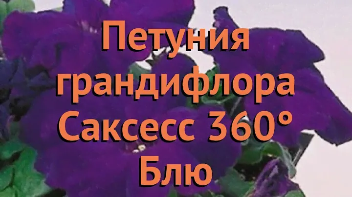 Петуния грандифлора Саксесс 360° Блю 🌿 обзор: как сажать, семена петунии Саксесс 360° Блю