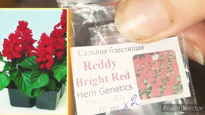 Семена цветов то интернет магазина СОЛО.