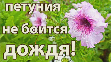 Петуния Супербиссима и Пендолино после дождей