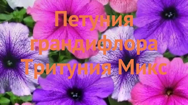 Петуния грандифлора Тритуния Микс (trituniya miks) 🌿 обзор: как сажать, семена петунии Тритуния Микс