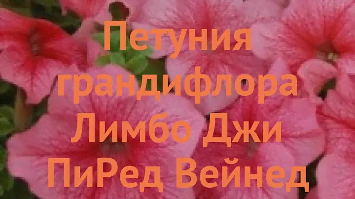Петуния грандифлора Лимбо Джи Пи Ред Вейнед 🌿 обзор: как сажать, семена петунии