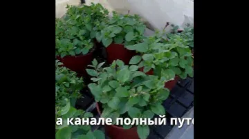 прекрасная петуния
