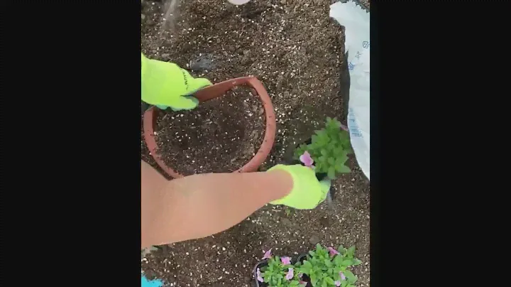 ⁣Калибрахоа🌸